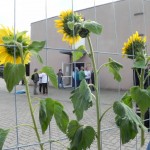 Impressionen vom Willkommensgruß für Flüchtline in Lüchow